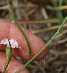 Convolvulus graminetinus, photograph (c) Greg Tasney, some rights reserved (CC BY-SA)