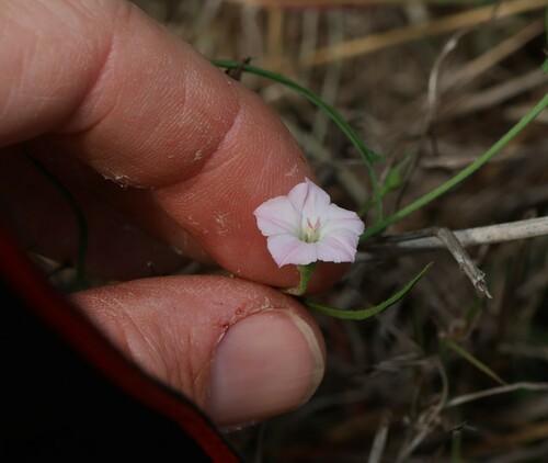 Convolvulus graminetinus, photograph 4