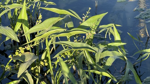 Image of Sagittaria brevirostra by no rights reserved
