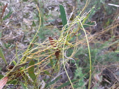 Cassytha paniculata