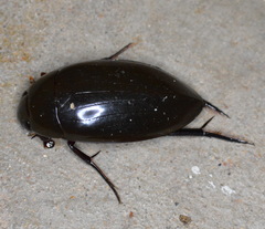 Hydrophilus insularis