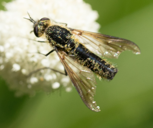 iNaturalist observation photo of Thevenetimyia