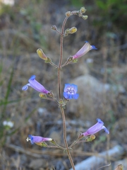 Penstemon laetus laetus