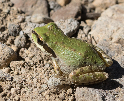 iNaturalist observation photo of Pacific chorus frog