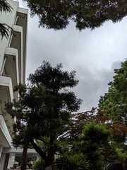 Podocarpus macrophyllus maki