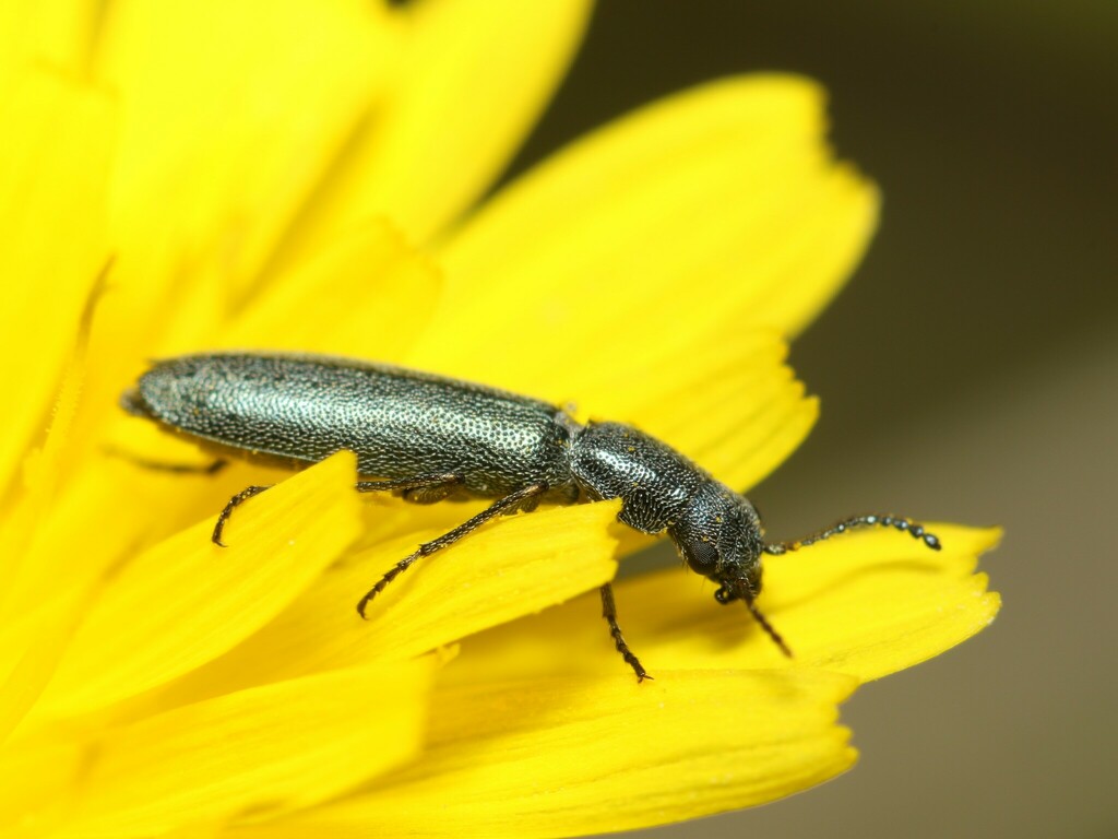 Dolichophron cylindromorphum
