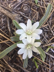Lewisia brachycalyx