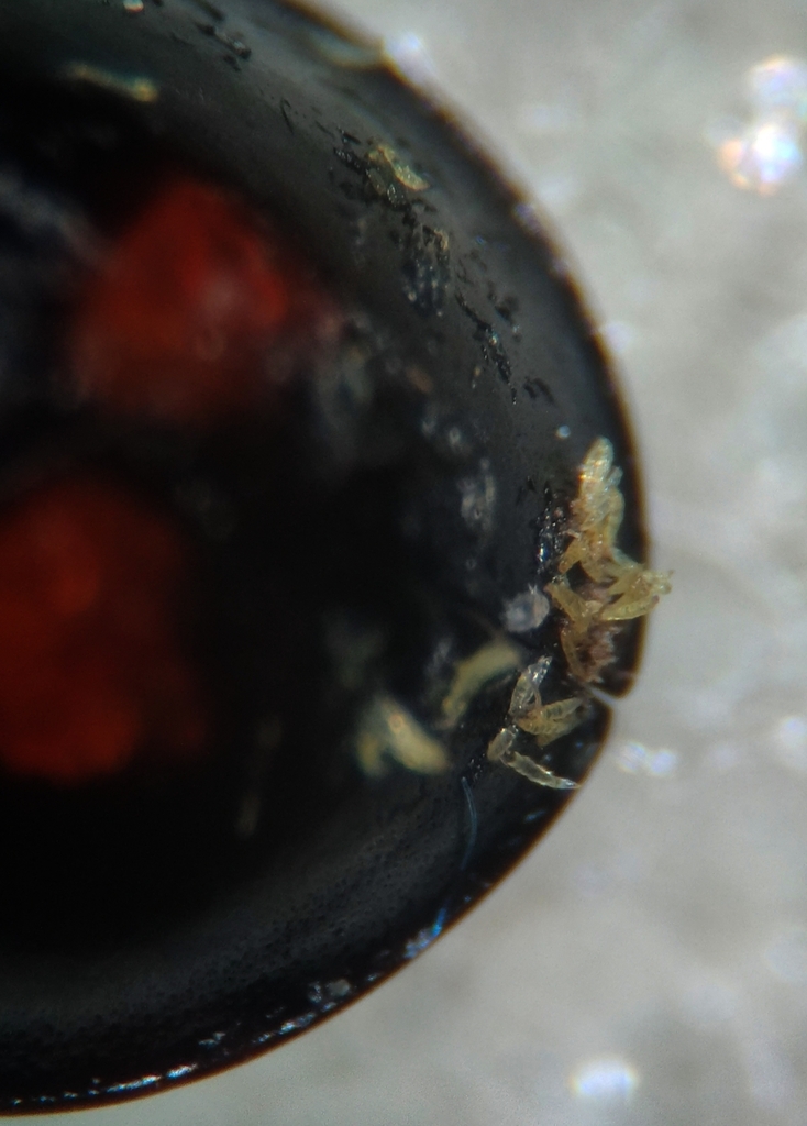 Hesperomyces chilocori-bipustulati