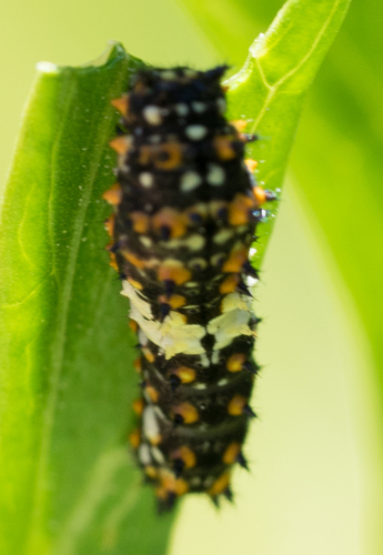iNaturalist observation photo of Anise Swallowtail