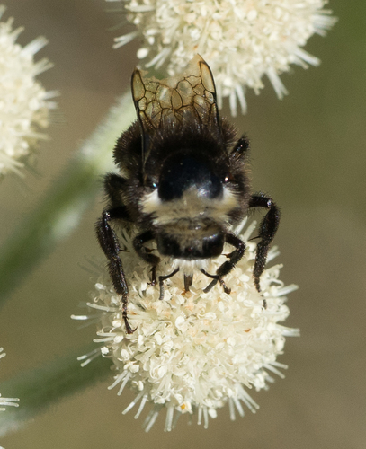 iNaturalist observation photo of Yellow-faced Bumble Bee