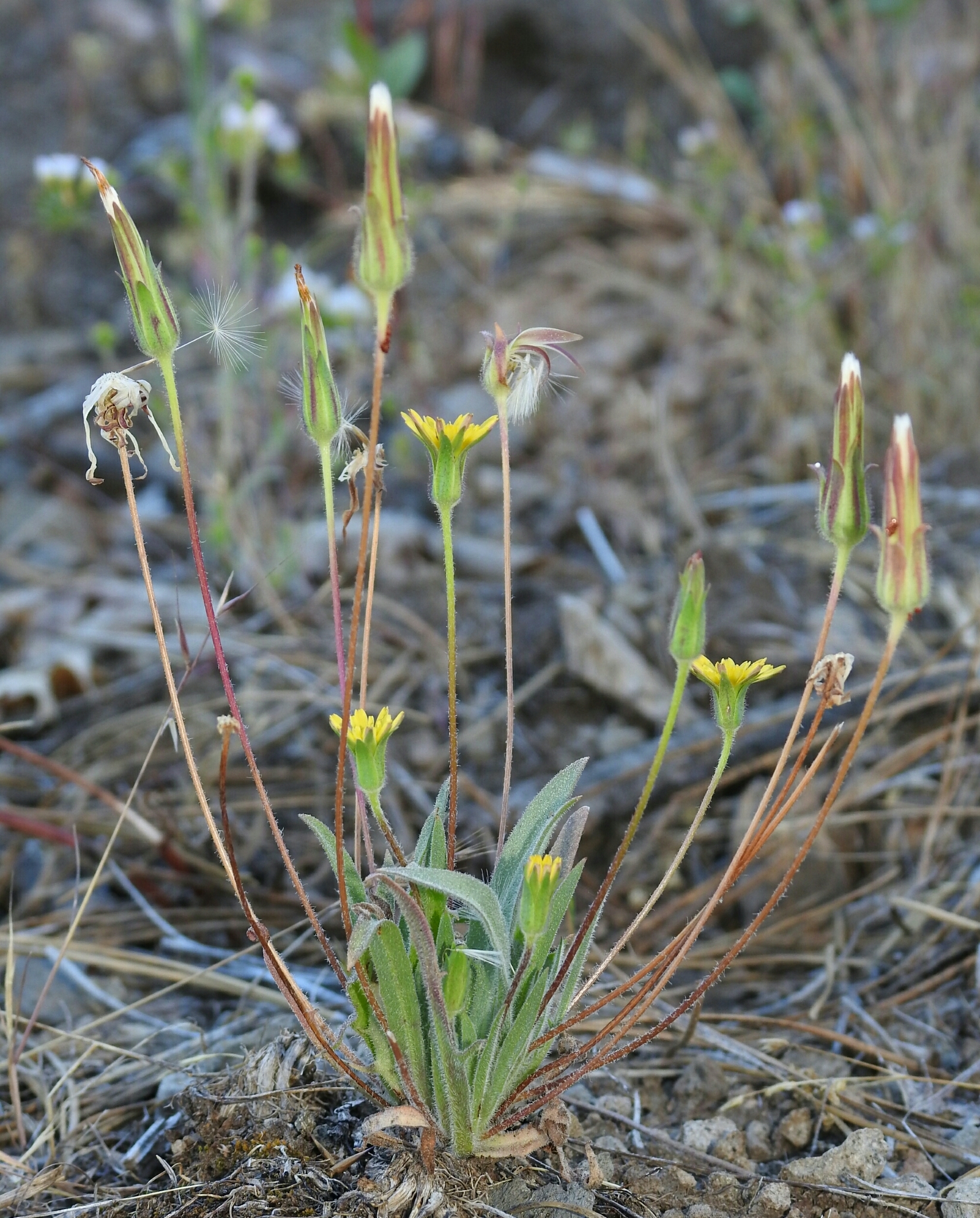 Agoseris heterophylla