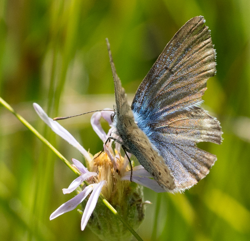 iNaturalist observation photo of Polyommatina