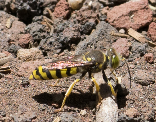 iNaturalist observation photo of Steniolia