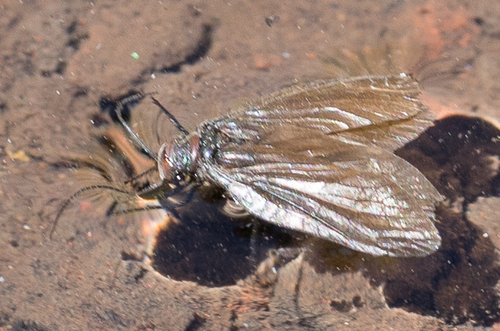 iNaturalist observation photo of Sialis nevadensis
