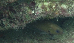 Odontoscion dentex