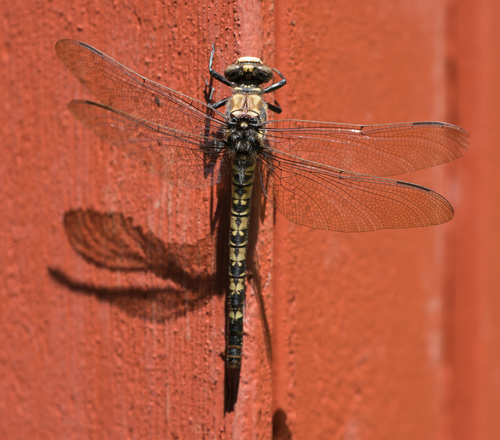 iNaturalist observation photo of Black Petaltail