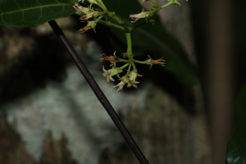 Image of Parsonsia leichhardtii by (c) Greg Tasney, some rights reserved (CC BY-SA)