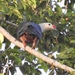 Red-knobbed Imperial Pigeon - Photo (c) devonderaad, some rights reserved (CC BY-NC), uploaded by devonderaad