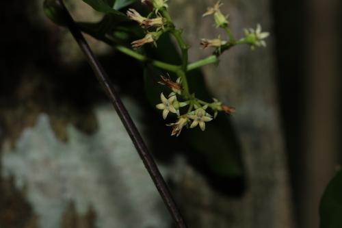 Image of Parsonsia leichhardtii by (c) Greg Tasney, some rights reserved (CC BY-SA)