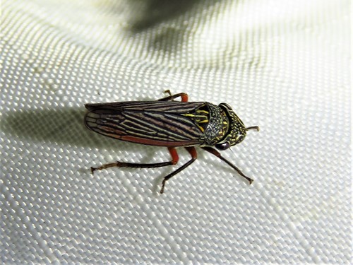 Lateral-lined Sharpshooter photo 6