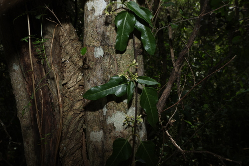 Image of Parsonsia leichhardtii by (c) Greg Tasney, some rights reserved (CC BY-SA)