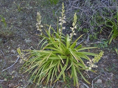 Toxicoscordion exaltatum