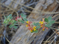 Acmispon decumbens decumbens