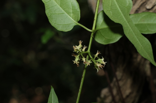 Black Silkpod (Parsonsia leichhardtii)