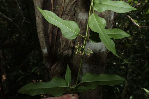 Image of Parsonsia leichhardtii by (c) Greg Tasney, some rights reserved (CC BY-SA)