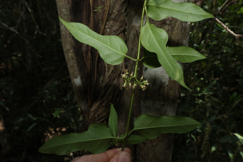 Image of Parsonsia leichhardtii by (c) Greg Tasney, some rights reserved (CC BY-SA)