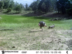 Meleagris gallopavo mexicana
