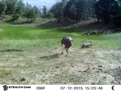 Meleagris gallopavo mexicana
