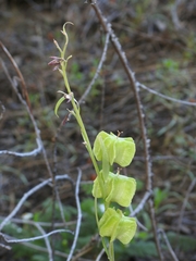 Fritillaria micrantha