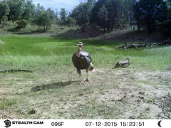 Meleagris gallopavo mexicana