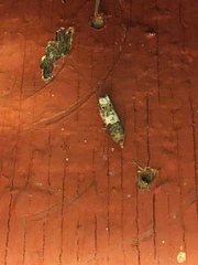 Notocelia rosaecolana