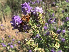 Chlosyne gabbii atrifasciata