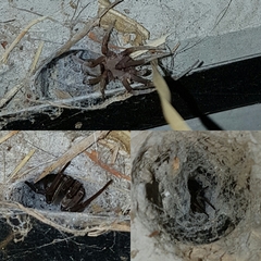 Filistata insidiatrix