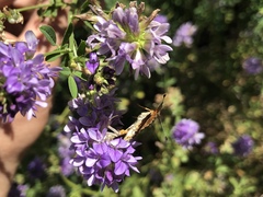 Chlosyne gabbii atrifasciata