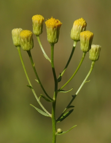 Erigeron inornatus var. inornatus