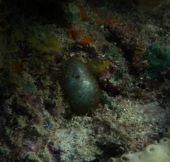 Siphonocladales