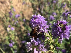Chlosyne gabbii atrifasciata