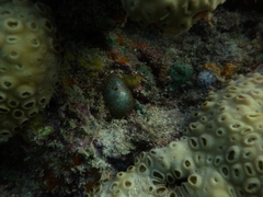 Siphonocladales
