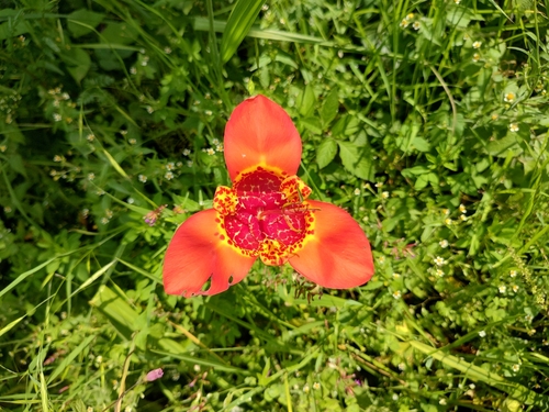 Image of Tigridia pavonia by (c) Arturo Crespo Moctezuma, some rights reserved (CC BY)