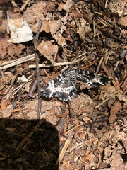 Rheumaptera hastata