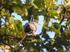Ducula pistrinaria