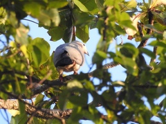 Ducula pistrinaria