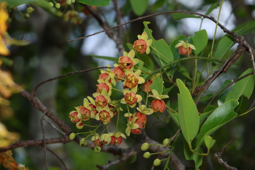 Image of Leichhardt Bean (Cassia brewsteri) by (c) Greg Tasney, some rights reserved (CC BY-SA)