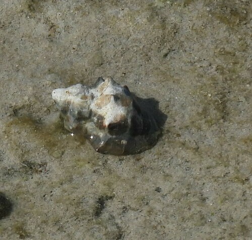 humped rock shell