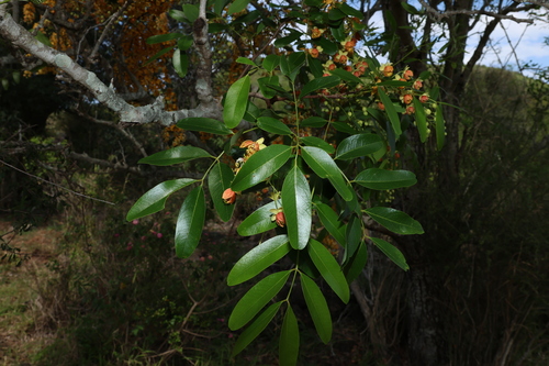 Image of Leichhardt Bean (Cassia brewsteri) by (c) Greg Tasney, some rights reserved (CC BY-SA)