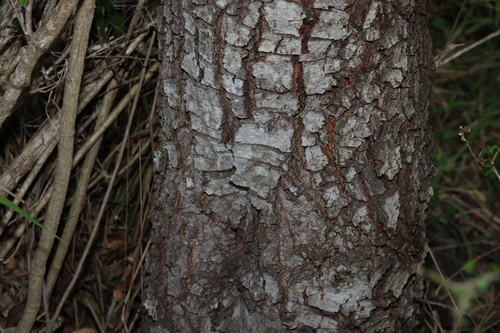 Image of Cassia brewsteri by (c) Greg Tasney, some rights reserved (CC BY-SA)